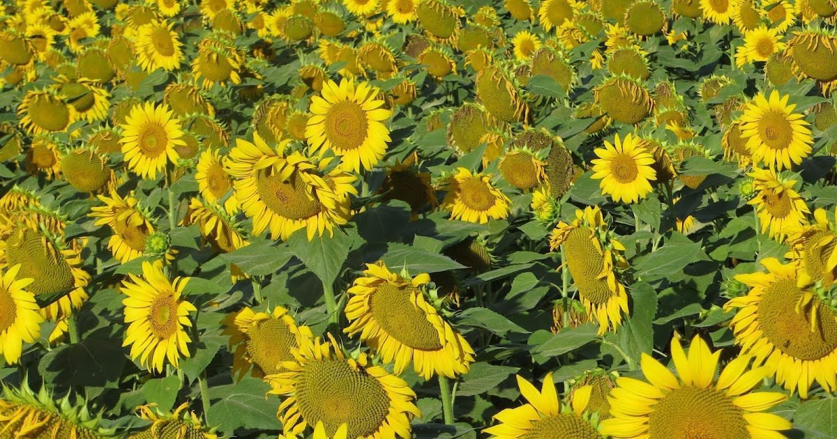 He travels in France - Luer Valley