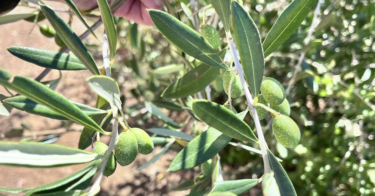 Running, my second function and passion ...: Black Mountain: An Branch Branch