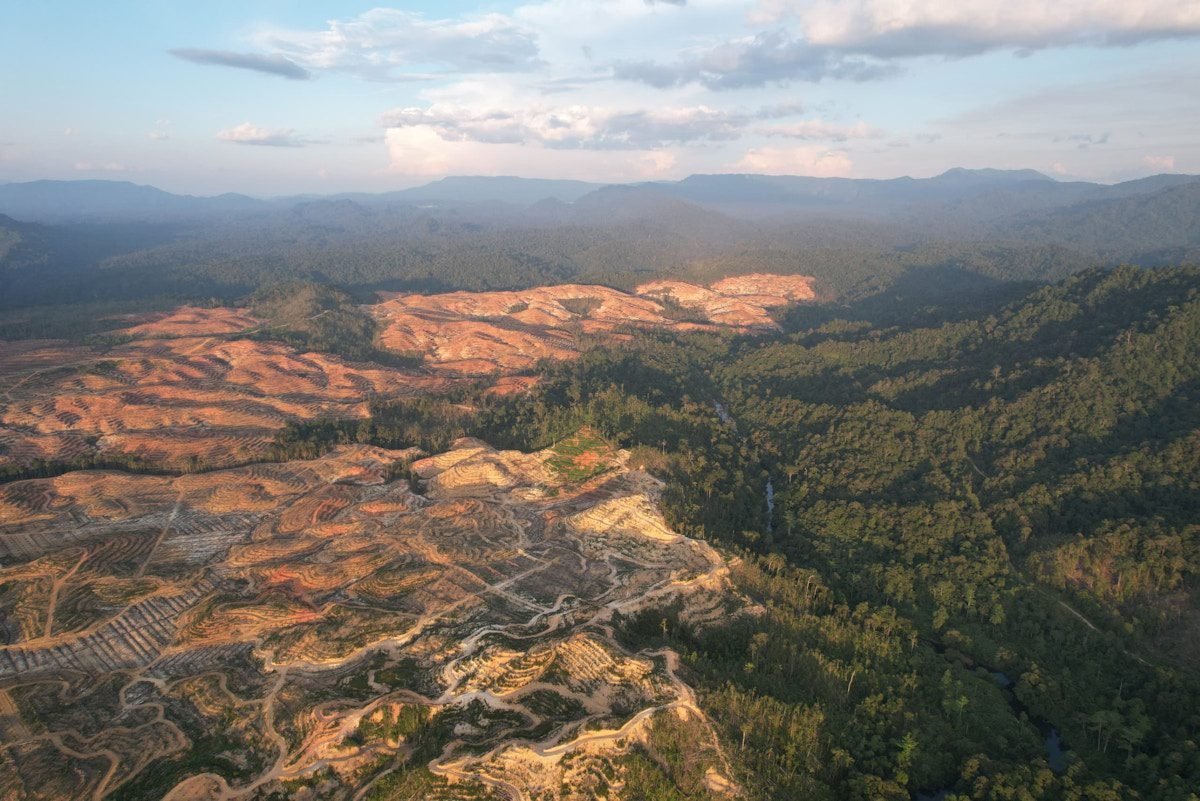 Sarawak societies seek an urgent government against the removal of forests driven by palm oil News | Environmental works
