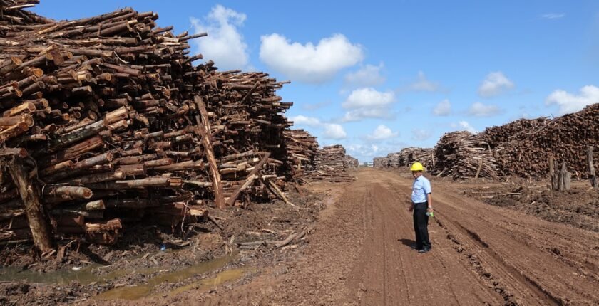 The Balba of the forests of Asia and the $ 30 million papers pledged in the spotlight amid criticism from environmental NGOs | News | Environmental works