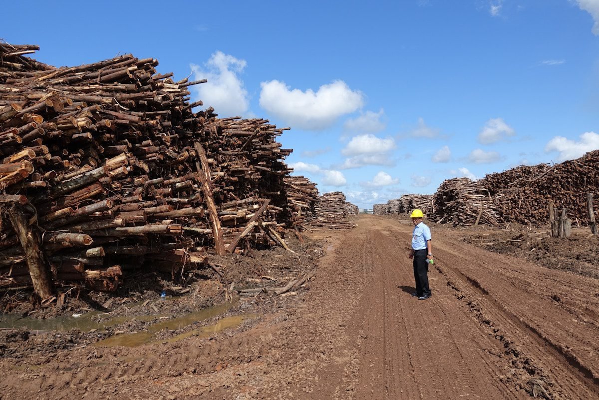 The Balba of the forests of Asia and the $ 30 million papers pledged in the spotlight amid criticism from environmental NGOs | News | Environmental works