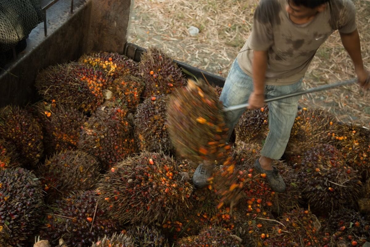 The European Union delays the Law of Forest Removal again, as the Indonesian palm oil sector pushes the exemptions of small holders | News | Environmental works