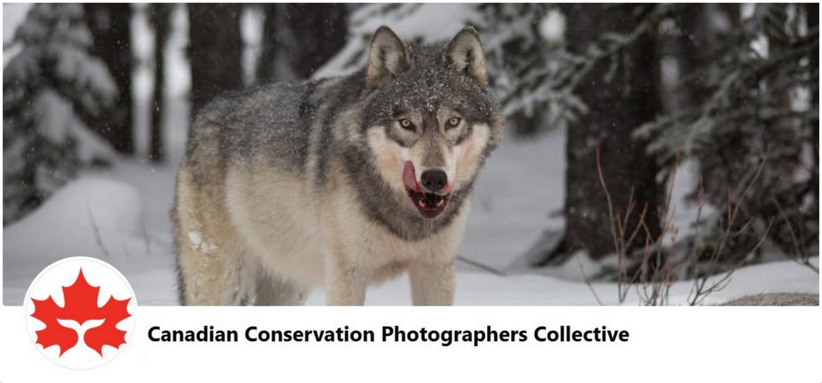 Communications and Call campaigns, endangered species, and preserving wildlife