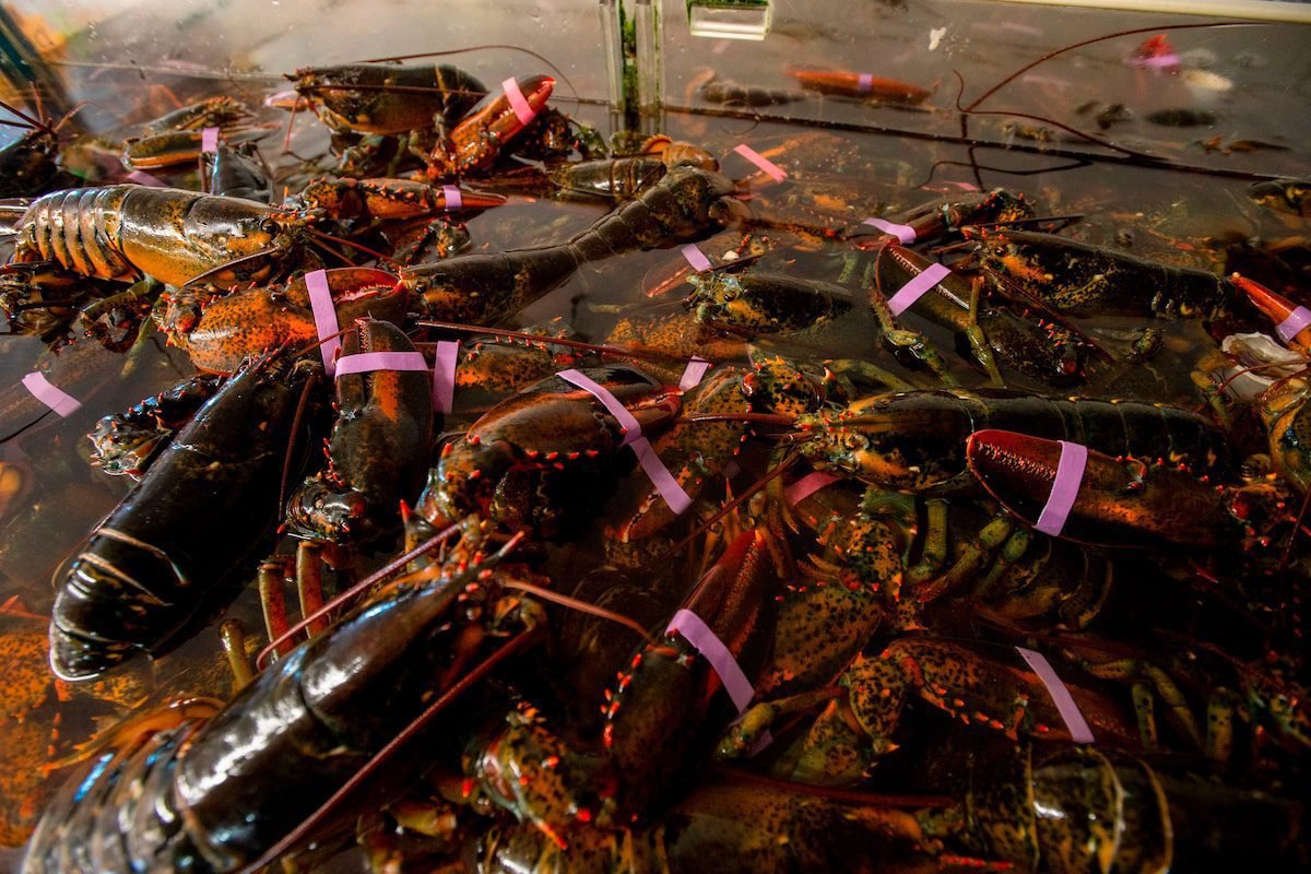 The New Bronzweek seafood processor has been fined for a million dollars to violate the TFW program rules