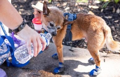 Researchers aim to translate dog sounds using artificial intelligence - Orlando Sentinel
